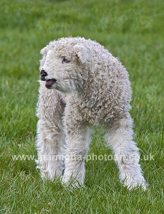 Click to See Next Image