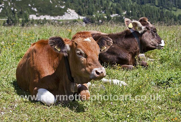 Click to See Next Image