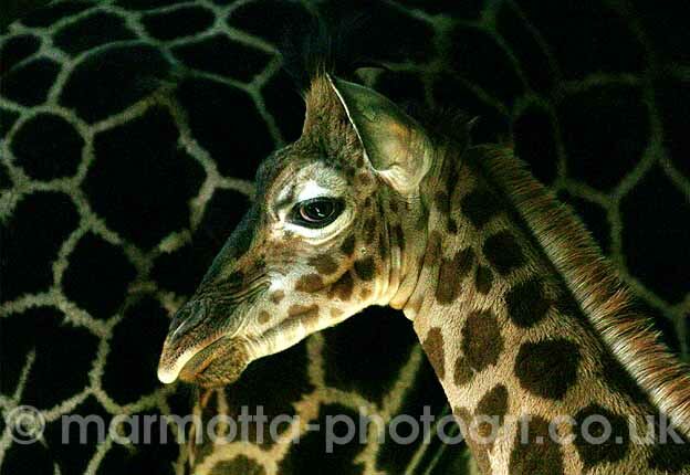 Click to See Next Image