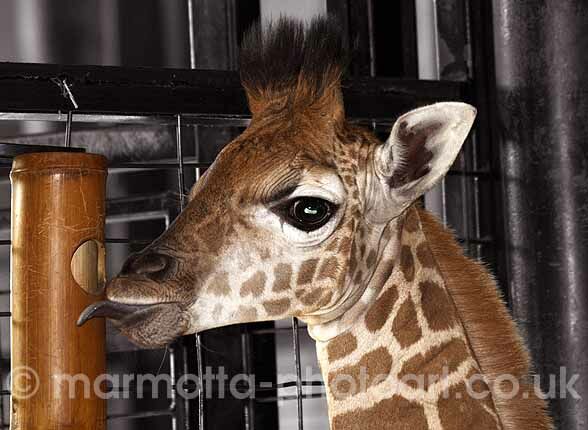 Click to See Next Image