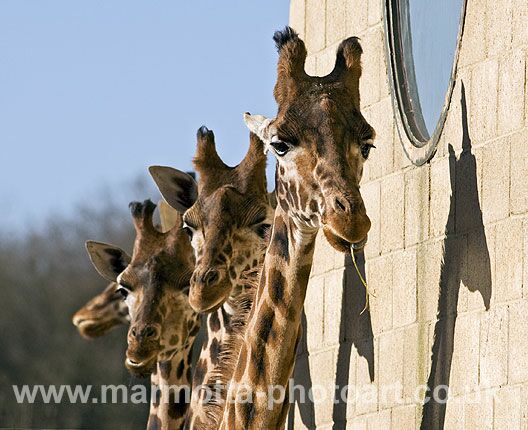 Click to See Next Image