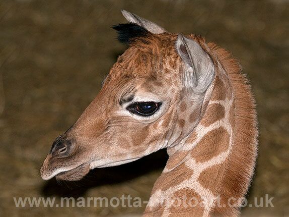 Click to See Next Image