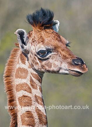 Click to See Next Image