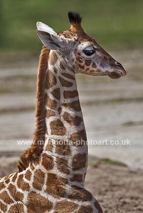 Click to See Next Image