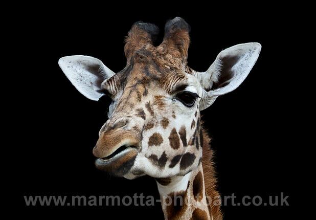 Click to See Next Image