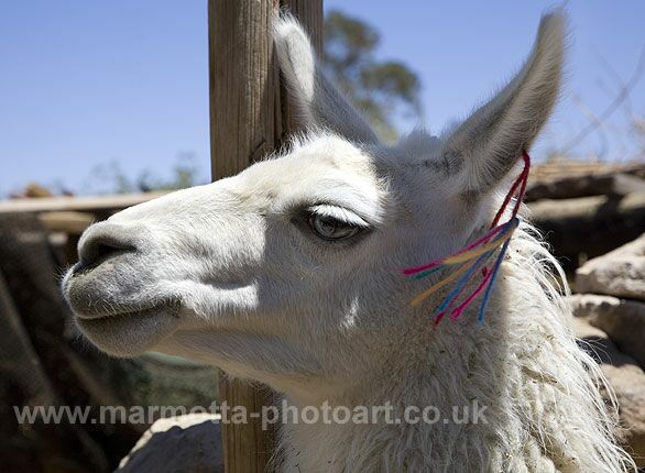 Click to See Next Image