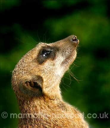 Click to See Next Image