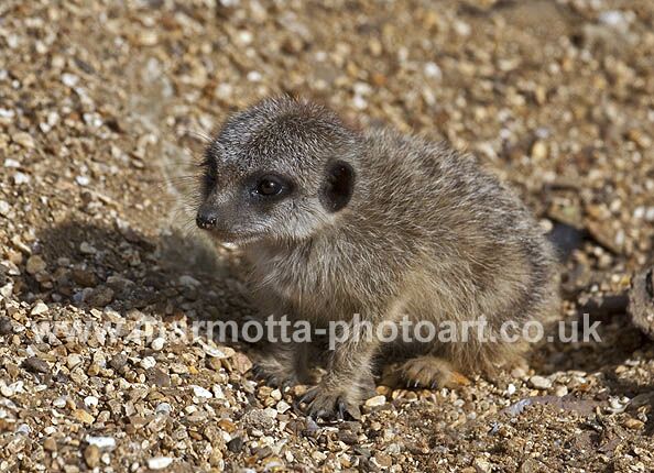 Click to See Next Image