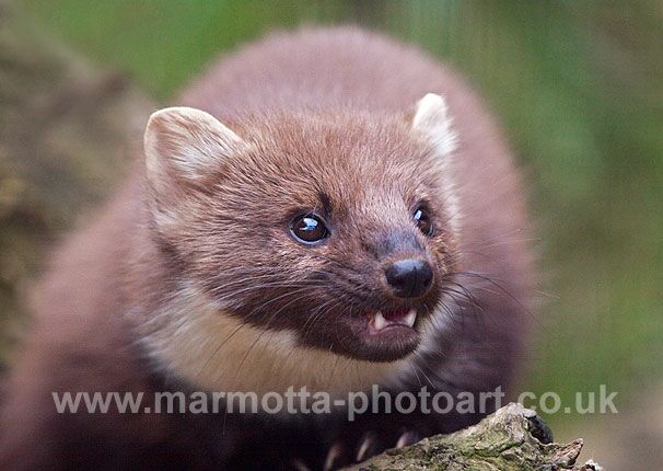 Click to See Next Image