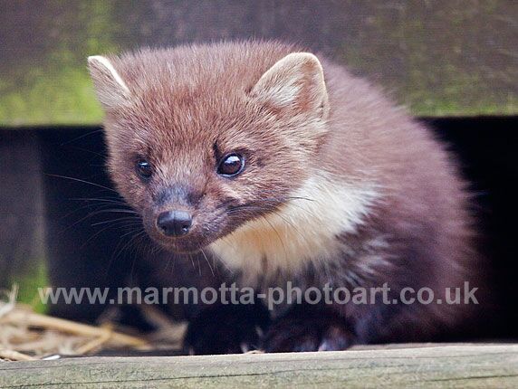 Click to See Next Image