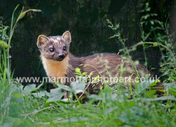 Click to See Next Image