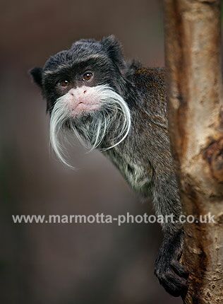 Click to See Next Image