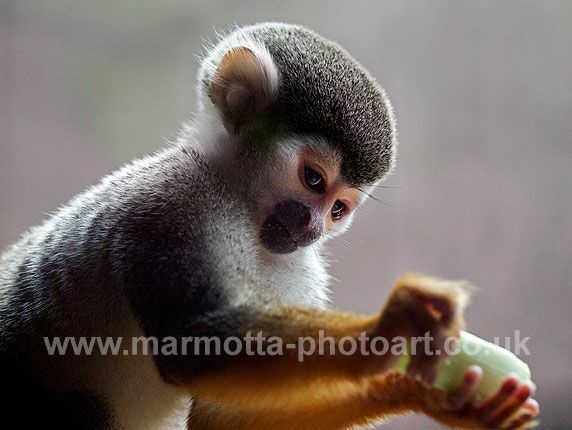 Click to See Next Image