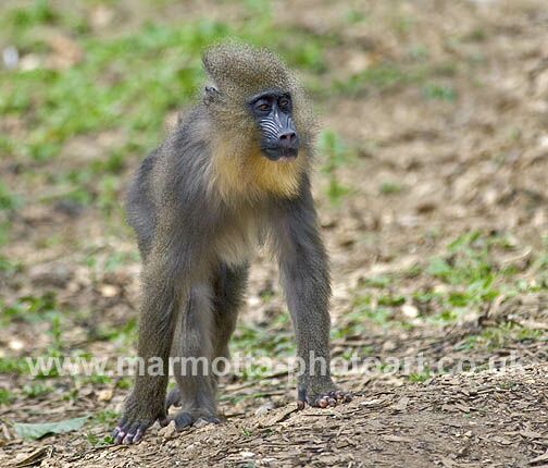 Click to See Next Image