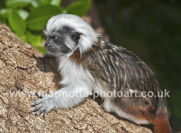 Click to See Next Image