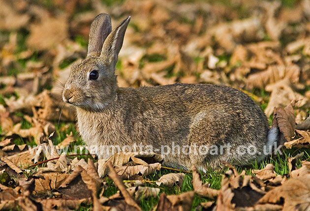 Click to See Next Image