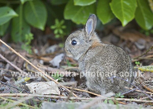 Click to See Next Image