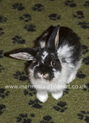 Click to See Next Image