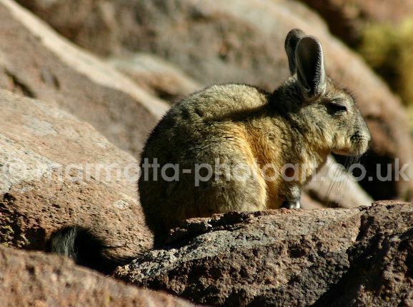 Click to See Next Image