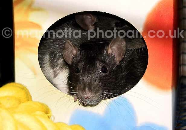 Click to See Next Image