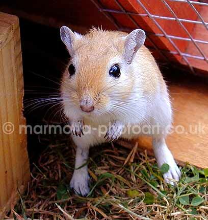 Click to See Next Image