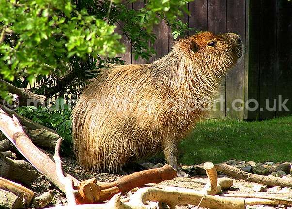 Click to See Next Image