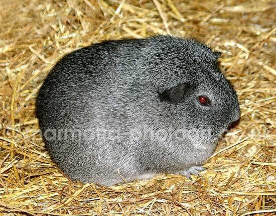 Click to See Next Image