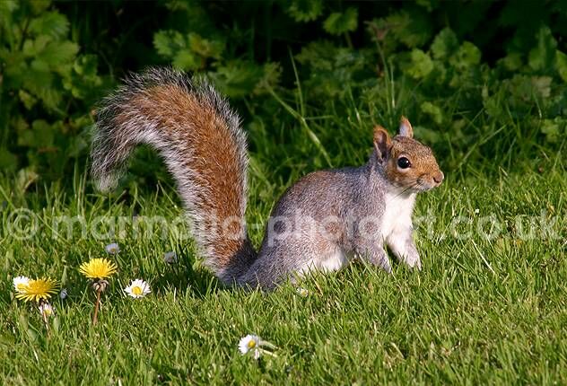 Click to See Next Image