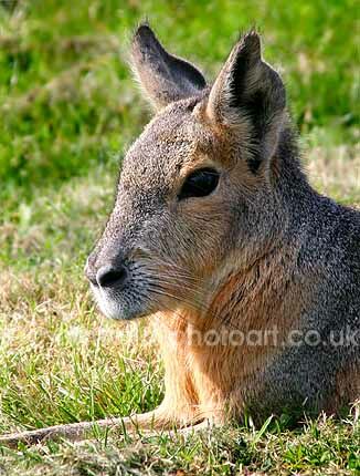 Click to See Next Image