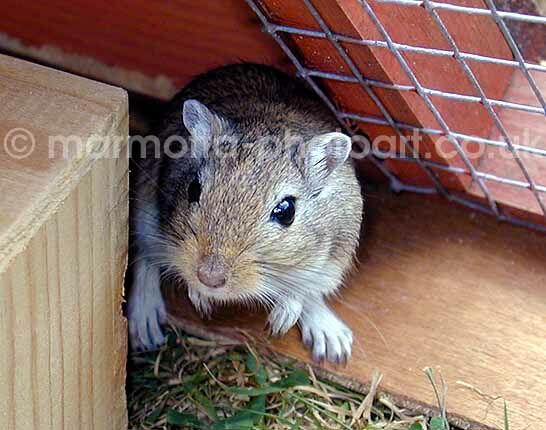 Click to See Next Image