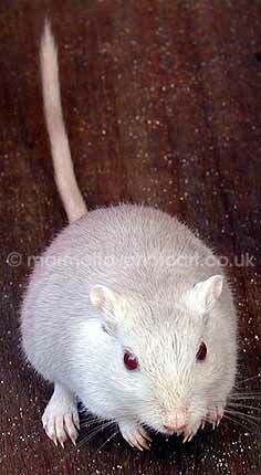 Click to See Next Image