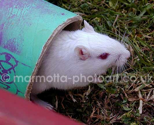 Click to See Next Image