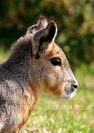 Click to See Next Image