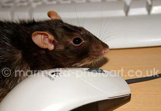 Click to See Next Image