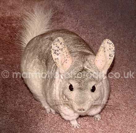 Click to See Next Image