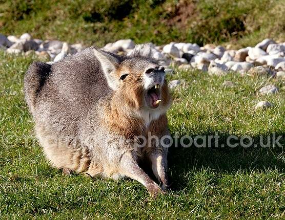 Click to See Next Image