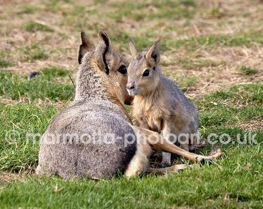 Click to See Next Image