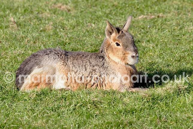 Click to See Next Image