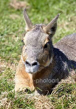 Click to See Next Image