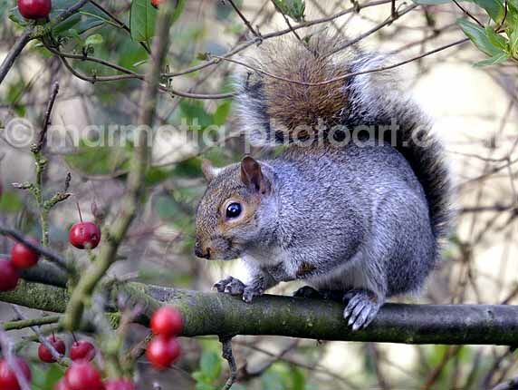 Click to See Next Image