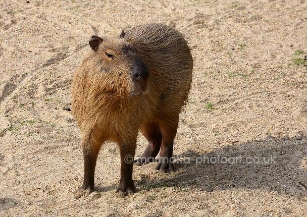 Click to See Next Image