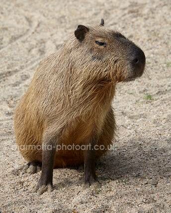 Click to See Next Image