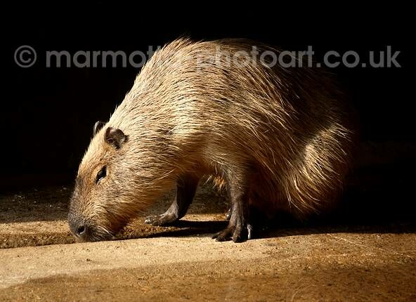 Click to See Next Image