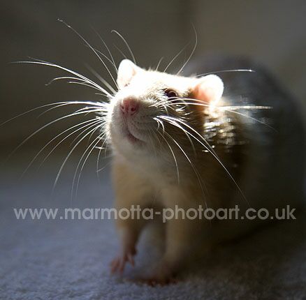 Click to See Next Image