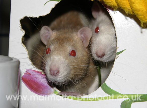 Click to See Next Image