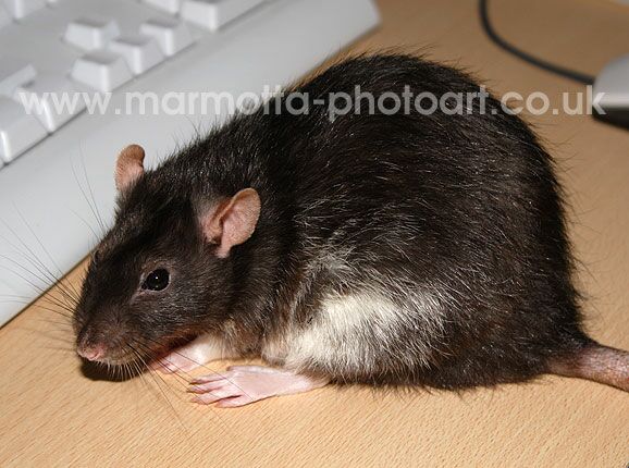 Click to See Next Image