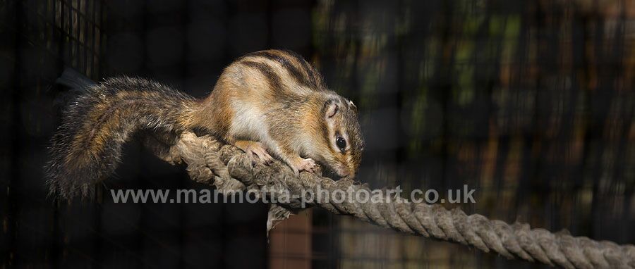 Click to See Next Image