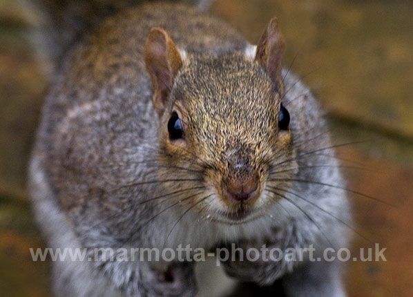 Click to See Next Image