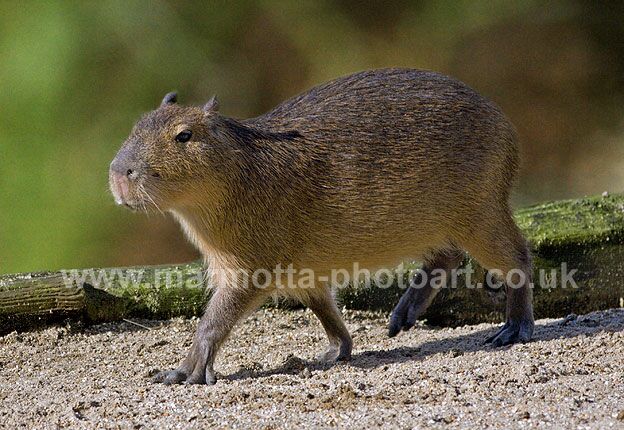 Click to See Next Image