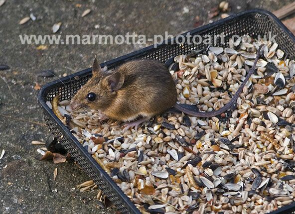 Click to See Next Image